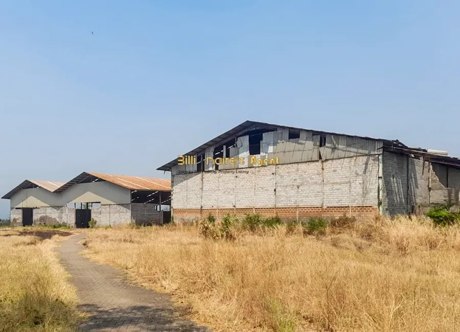 Billionaire's Agent - Npl601 2 1 Copy